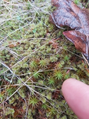 Polytrichum