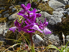 Orchis anatolica