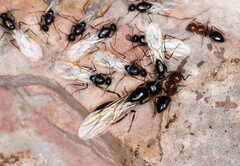 Camponotus lateralis