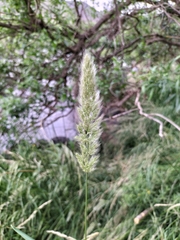 Polypogon monspeliensis