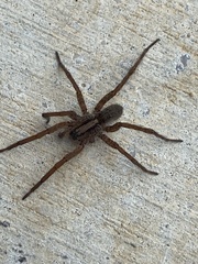 Varacosa
