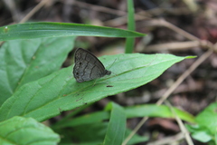 Hermeuptychia hermes