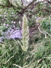 Polypogon monspeliensis