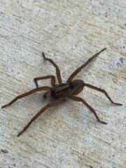 Varacosa