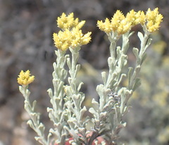 Helichrysum excisum