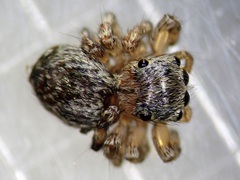 Thorelliola ensifera