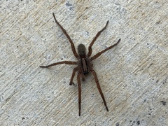 Varacosa