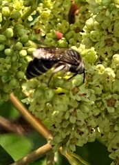 Colletes nudus