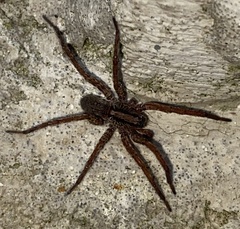 Varacosa