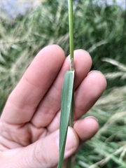 Polypogon monspeliensis