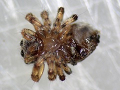 Thorelliola ensifera