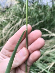 Polypogon monspeliensis
