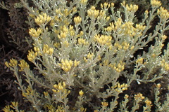 Helichrysum excisum