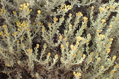 Helichrysum excisum