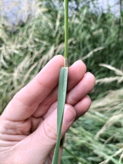 Polypogon monspeliensis