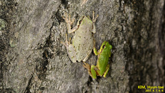 Hyla japonica