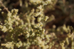 Salsola gaetula
