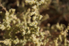 Salsola gaetula