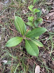 Cartrema americana