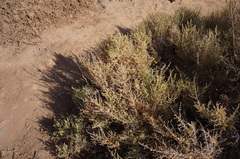 Salsola gaetula