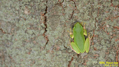 Hyla japonica