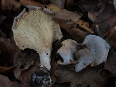 Hohenbuehelia geogenia