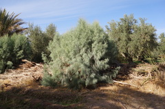 Tamarix aphylla