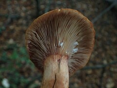 Lactarius rubrocinctus