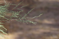 Tamarix aphylla
