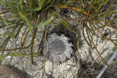 Protea scorzonerifolia