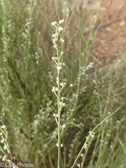 Choretrum glomeratum