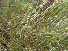 Choretrum glomeratum