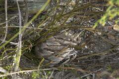 Protea scorzonerifolia