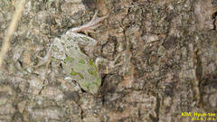 Hyla japonica