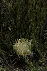 Protea scorzonerifolia