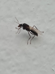 Camponotus
