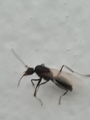 Camponotus
