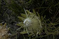 Protea scorzonerifolia