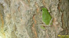 Hyla japonica