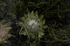 Protea scorzonerifolia