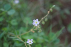 Spergularia flaccida