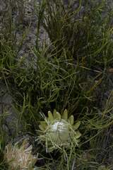 Protea scorzonerifolia