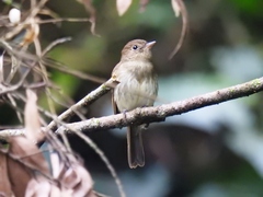 Lathrotriccus euleri