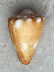 Conus brunneus