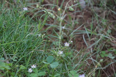 Spergularia flaccida