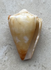 Conus brunneus