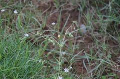 Spergularia flaccida