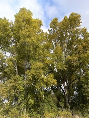 Populus trichocarpa