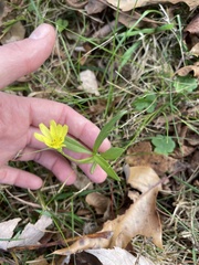 Pyrrhopappus carolinianus