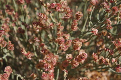 Anabasis syriaca